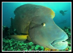 Napoleon wrasse @ Shark's bay
Sharm el Sheikh by Adolfo Maciocco 